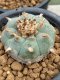 Lophophora williamsii 7-8 cm 20 years old ownroot grow from seed japan