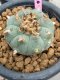 Lophophora williamsii 7-8 cm 20 years old ownroot grow from seed japan