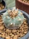 Lophophora williamsii 7-8 cm 20 years old ownroot grow from seed japan