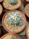 Lophophora williamsii 5-7 cm 13 years old ownroot grow from seed from Japan