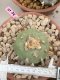 Lophophora diffusa 6-7 cm 15 years old ownroot grow from seed japan