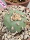 Lophophora diffusa 6-7 cm 15 years old ownroot grow from seed japan