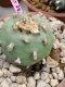 Lophophora diffusa 6-7 cm 15 years old ownroot grow from seed japan