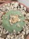 Lophophora diffusa 6-7 cm 15 years old ownroot grow from seed japan