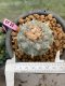 Lophophora williamsii 6-7 cm 16 years old ownroot grow from seed japan