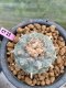 Lophophora williamsii 6-7 cm 16 years old ownroot grow from seed japan