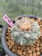 Lophophora williamsii 6-7 cm 16 years old ownroot grow from seed japan