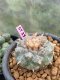 Lophophora williamsii 6-7 cm 16 years old ownroot grow from seed japan