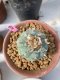 Lophophora williamsii 5-7 cm 19 years old ownroot grow from seed from Japan