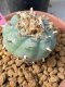 Lophophora williamsii 5-7 cm 19 years old ownroot grow from seed from Japan
