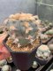 Lophophora williamsii 5-7 cm 17 years old ownroot grow from seed from Japan