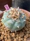 Lophophora williamsii 5-7 cm 19 years old ownroot grow from seed from Japan