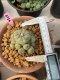 Lophophora Fricii 6-7 cm 17 years old ownroot grow from seed from Japan