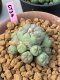 Lophophora Fricii 6-7 cm 17 years old ownroot grow from seed from Japan