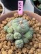 Lophophora Fricii 6-7 cm 17 years old ownroot grow from seed from Japan