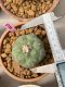 Lophophora williamsii 5-7 cm 19 years old ownroot grow from seed from Japan