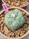 Lophophora williamsii 5-7 cm 19 years old ownroot grow from seed from Japan