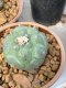 Lophophora williamsii 5-7 cm 19 years old ownroot grow from seed from Japan