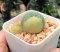 Lophophora williamsii variegata 3-4 cm 5 years old ownroot