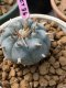 Lophophora williamsii 5-7 cm 15 years old ownroot grow from seed from Japan