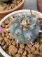 Lophophora williamsii 5-7 cm 15 years old ownroot grow from seed from Japan