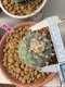 Lophophora williamsii 6-8 cm 15 years old ownroot grow from seed from Japan