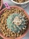 Lophophora williamsii 6-8 cm 15 years old ownroot grow from seed from Japan