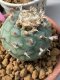 Lophophora williamsii 6-8 cm 15 years old ownroot grow from seed from Japan