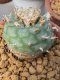 Lophophora williamsii 6-8 cm 15 years old ownroot grow from seed from Japan