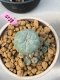 Lophophora williamsii 6 cm 10 years old ownroot grow from seed from Japan