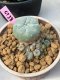 Lophophora williamsii 6 cm 10 years old ownroot grow from seed from Japan