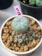 Lophophora williamsii 6 cm 10 years old ownroot grow from seed from Japan