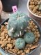 Lophophora williamsii 6 cm 10 years old ownroot grow from seed from Japan
