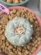 Lophophora Fricii 6 cm 10 years old ownroot grow from seed from Japan