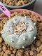 Lophophora Fricii 6 cm 10 years old ownroot grow from seed from Japan