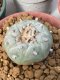 Lophophora Fricii 6 cm 10 years old ownroot grow from seed from Japan