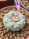 Lophophora Fricii 6 cm 10 years old ownroot grow from seed from Japan