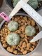 Lophophora williamsii 3-4 cm 6 years old ownroot grow from seed from Japan