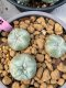 Lophophora williamsii 3-4 cm 6 years old ownroot grow from seed from Japan