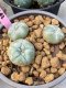 Lophophora williamsii 3-4 cm 6 years old ownroot grow from seed from Japan