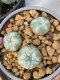 Lophophora williamsii 3-4 cm 6 years old ownroot grow from seed from Japan