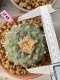 Lophophora Fricii 10 cm 16 years old ownroot grow from seed from Japan