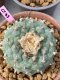 Lophophora Fricii 10 cm 16 years old ownroot grow from seed from Japan