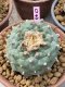 Lophophora Fricii 10 cm 16 years old ownroot grow from seed from Japan