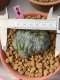 Lophophora williamsii cristata 10 cm 16 years old ownroot grow from seed from Japan