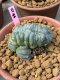 Lophophora williamsii cristata 10 cm 16 years old ownroot grow from seed from Japan