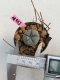 Lophophora williamsii  3-4 cm 7 years old ownroot grow from seed