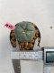 Lophophora williamsii 3-4 cm 7 years old ownroot grow from seed