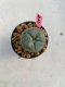 Lophophora williamsii 3-4 cm 7 years old ownroot grow from seed