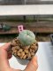 Lophophora williamsii 3-4 cm 7 years old ownroot grow from seed